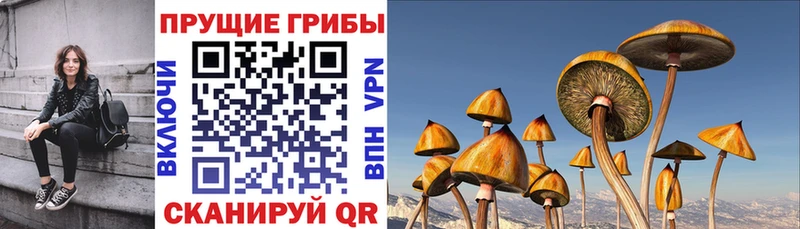 Псилоцибиновые грибы Psilocybine cubensis  Купить закладки  Плёс 